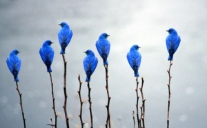 blue birds